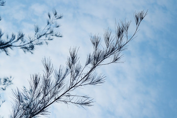 pine leaf on blue sky background