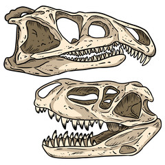 Carnivore dinosars skulls line hand drawn sketch image set. Archosaurus rossicus and Prestosuchus chiniquensi carnivorous dinosaur fossils illustration drawing © Olga