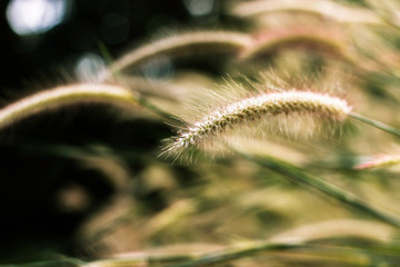 grass flower at sunset with mountain scenery background in green nature,yellow flower grass impact sunlight