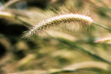 grass flower at sunset with mountain scenery background in green nature,yellow flower grass impact sunlight