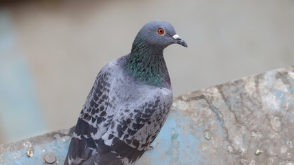 Obraz premium Rock dove looking at the camera. Male Pigeon is ready to fly.