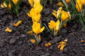 A young green shoots sprout on the background of a yellow crocus in a flowerbed