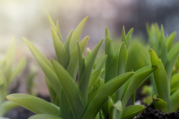 young plant growing in garden with sunlight
