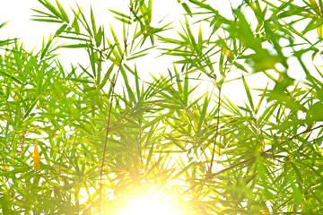Bamboo leaves with afternoon sunlight for background.
