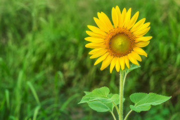 Close-up Sunflower blooming, sunflower natural background.
