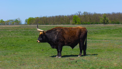 Aurochs stand in the field in the Hortobagy National Park in Hungary