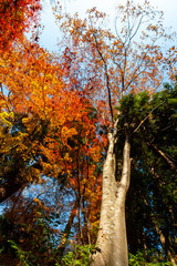 白っぽい木の幹とオレンジ色の紅葉