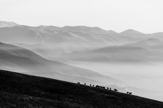 Some horses on top of Subasio mountain, over a sea of fog filling the Umbria valley