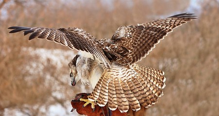 Red-tailed hawk The red-tailed hawk is a bird of prey that breeds throughout most of North America, from the interior of Alaska and northern Canada to as far south as Panama and the West Indies.