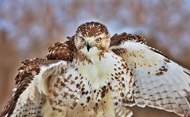 Red-tailed hawk The red-tailed hawk is a bird of prey that breeds throughout most of North America,...