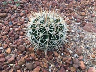 Fototapeta premium thorn cactus texture background, close up. 