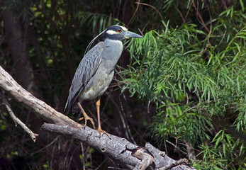 Yellow-crowned night heron in southern Texas