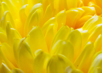 Close up yellow chrysanthemum petals with bright isolated background
