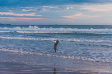 Amanecer en la playa brasilera con aves