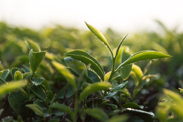Close-up view of green tea top in the morning in Chiang Rai, Thailand.