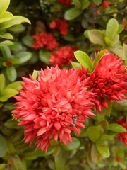 red asoka flower with ants. late afternoon in front of the house