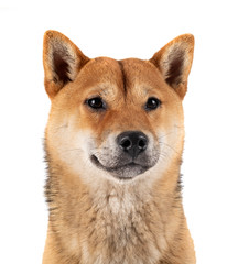 shiba inu in studio