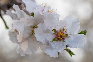 Sprig with blooming white-pink almond tree flowers close-up on a blurred background