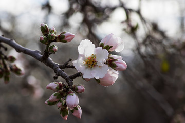 Sprig with blooming white-pink flowers and almond tree buds closeup on a blurred background of an orchard