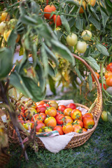 tomatoes with wooden basket