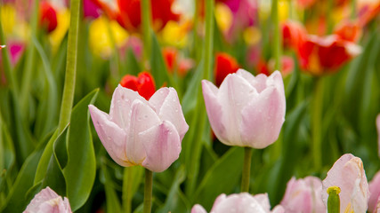 Pink tulips with water drops growing on a spring field, close-up with a blurred background of other tulips