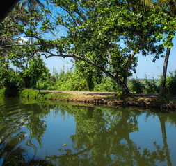 trees reflection on a riverbank