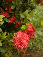 red asoka flower. late afternoon in front of the house