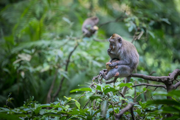 Monkeys (Macaca flavicularis) in Ubud Monkey Forest, Bali.