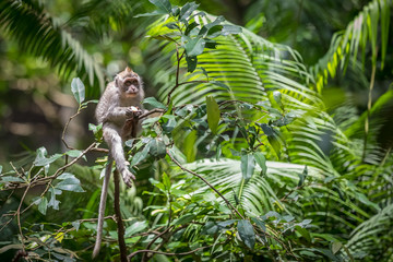 Monkey (Macaca flavicularis) in Ubud Monkey Forest, Bali.