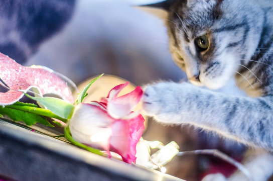 Young cat plays with rose petal.