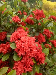 red asoka flower. late afternoon in front of the house