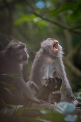 Monkeys (Macaca flavicularis) in Ubud Monkey Forest, Bali.