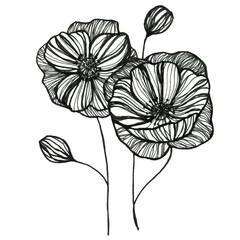 Poppies. Graphic outline illustration of flowers. For design.