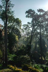 morning in the forest