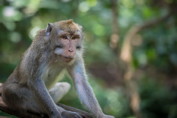 Monkey (Macaca flavicularis) in Ubud Monkey Forest, Bali.