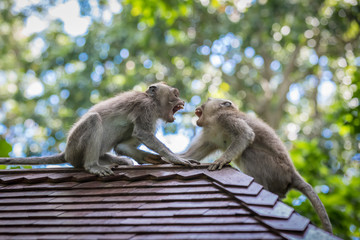 Monkeys (Macaca flavicularis) in Ubud Monkey Forest, Bali.