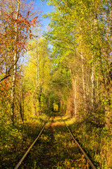Tunnel of love. Railways. Autumnal, colorful tunnel of trees and bushes. Bright, sunny day.