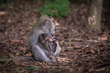 Fototapeta premium Monkeys (Macaca flavicularis) in Ubud Monkey Forest, Bali.