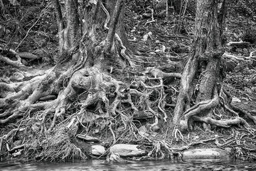 Tree roots detail