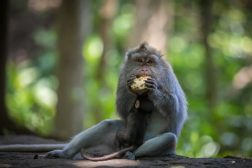 Monkey (Macaca flavicularis) in Ubud Monkey Forest, Bali.