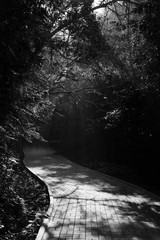 black and white winding path in forest