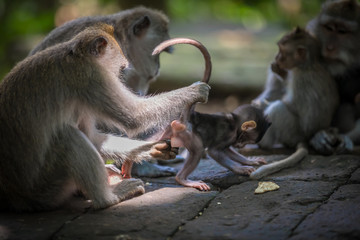 Fototapeta premium Monkeys (Macaca flavicularis) in Ubud Monkey Forest, Bali.