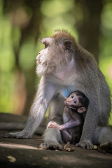 Fototapeta premium Monkeys (Macaca flavicularis) in Ubud Monkey Forest, Bali.