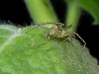 Macro Photo of Green Jumping Spider on Green Leaf