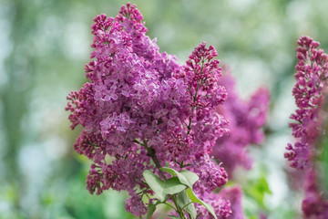 Spring blooming lilac tree flowers. Lilac blossom in spring. Spring lilac blossom view. Lilac flowers in spring scene  