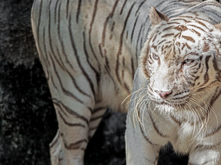 Close up White Bengal Tiger Isolated on Background