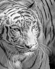 Close up White Bengal Tiger Isolated on Background, Black and White