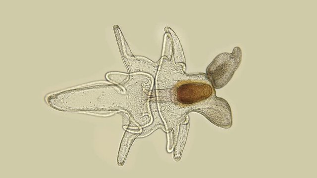 The Larva Of The Starfish Asteroidea, Under The Microscope, At The Bipinnaria Stage, The Next Stage Is Brachiolaria, And Then The Star Itself Appears