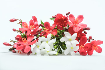 photo of a small fresh flower in a white background