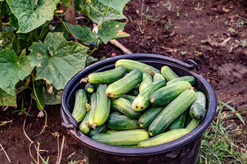 Cucumbers planted on the farm have complete flowers and fruit.